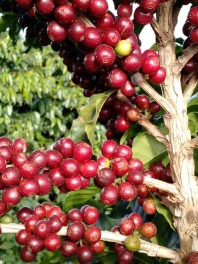 Produção de café: como iniciar de forma eficiente?