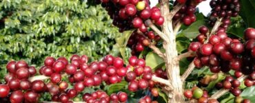 Frutos do café com sintomas de ataque do ácaro da mancha anular