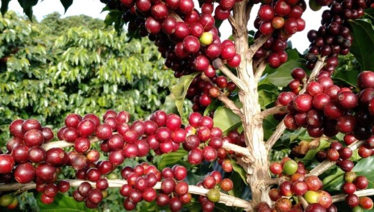Frutos do café com sintomas de ataque do ácaro da mancha anular