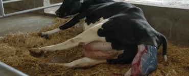 Vaca leiteira durante parto