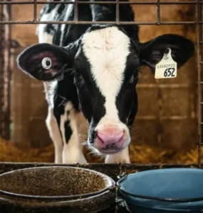 Vaca leiteira se alimentando