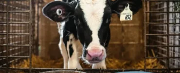 Vaca leiteira se alimentando