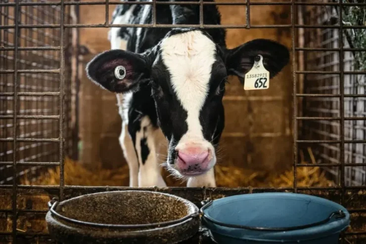 Vaca leiteira se alimentando