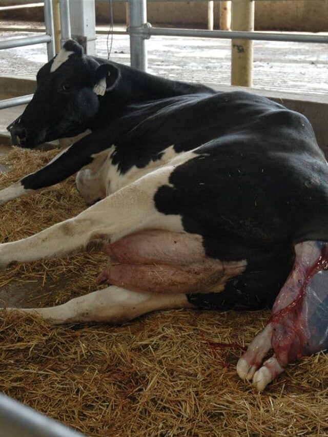 Retenção de placenta em vacas: como evitar problemas?