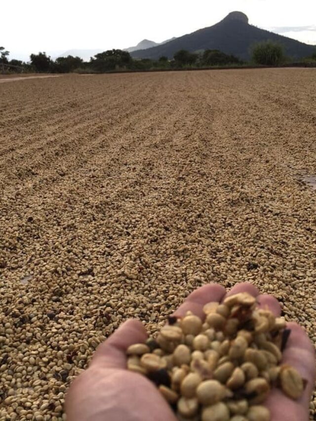 Guia completo sobre secagem do café em terreiro