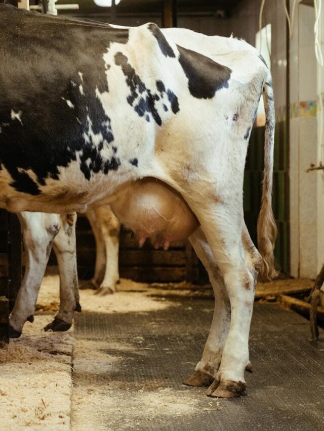 Como tratar uma vaca com mastite?