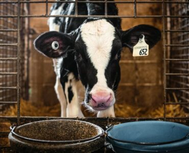 Vaca leiteira consumindo alimento