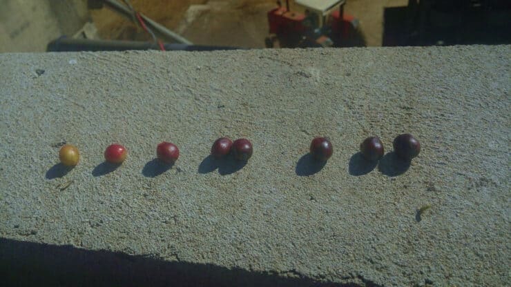 Estados de maturação do fruto vermelho lado a lado.