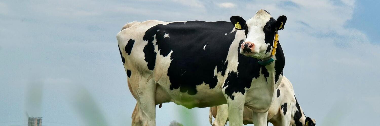 Vaca leiteira a pasto