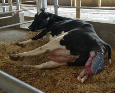Vaca leiteira durante parto