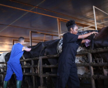 Pessoas fazendo inseminação em bovinos