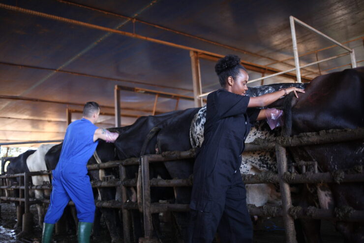 Pessoas fazendo inseminação em bovinos