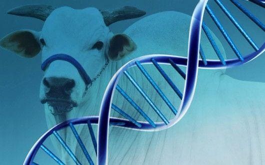 Melhoramento genético bovino