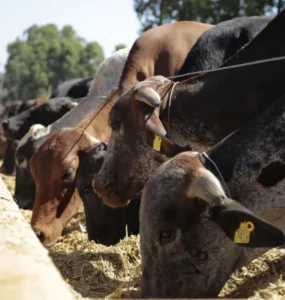 Bovinos leiteiros se alimentando em um cocho