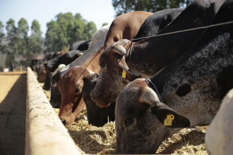 Bovinos leiteiros se alimentando em um cocho