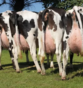Cinco vacas leiteiras de costas
