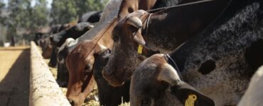 Cetose bovina - Bovinos leiteiros se alimentando em um cocho