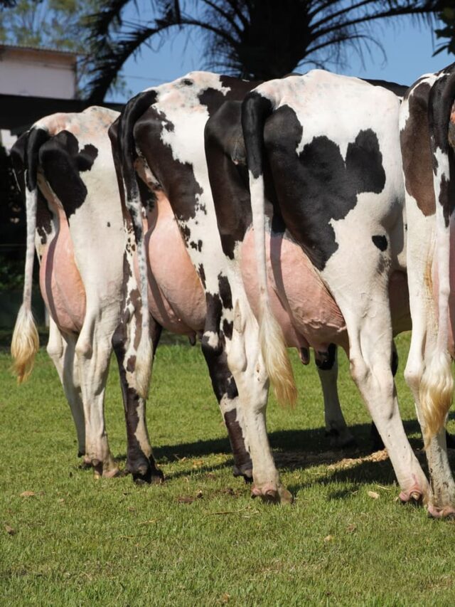 Taxa de prenhez na pecuária leiteira: como calcular?