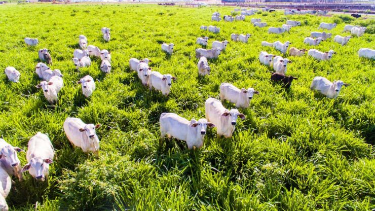 Vários bovinos da pecuária de corte em uma pastagem