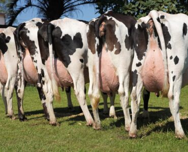 Cinco vacas leiteiras de costas