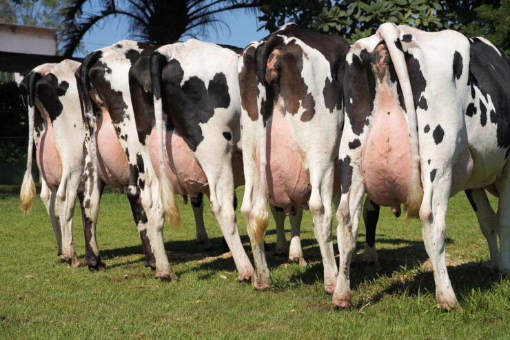 Cinco vacas leiteiras de costas