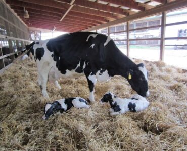 Vaca leiteira em período de transição