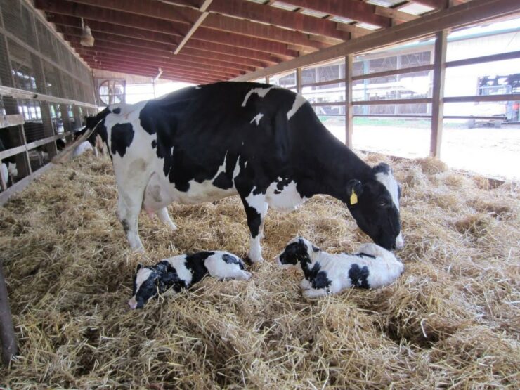Vaca leiteira em período de transição