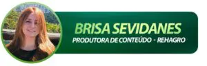 Cuidados essenciais na desmama de bezerros de corte? 8 Brisa Sevidanes