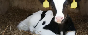 Bezerra leiteira em uma propriedade