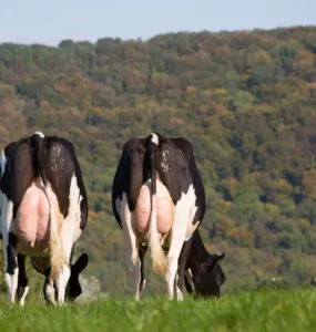 Vacas leiteiras se alimentando de forrageira em uma fazenda