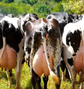 Vacas leiteiras em um pasto