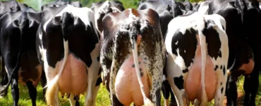 Vacas leiteiras em um pasto