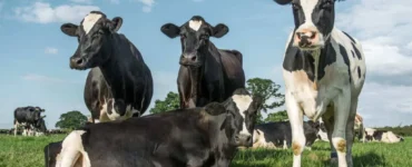 Três vacas leiteiras em pé e uma vaca deitada em uma pastagem