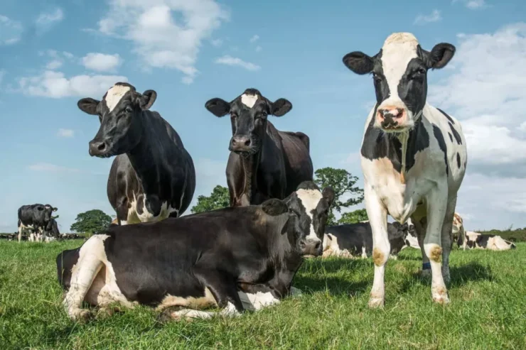 Três vacas leiteiras em pé e uma vaca deitada em uma pastagem