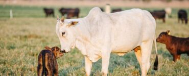 Vaca e bezerro representando habilidade materna