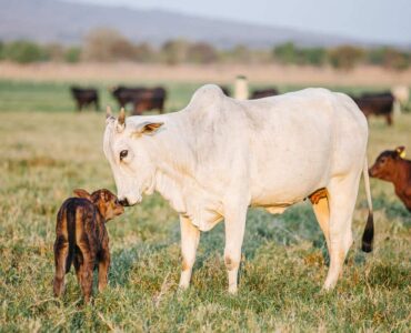 Vaca e bezerro representando habilidade materna