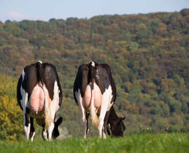 Vacas leiteiras se alimentando de forrageira em uma fazenda