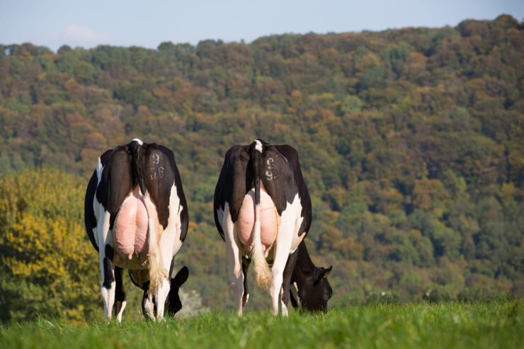 Vacas leiteiras se alimentando de forrageira em uma fazenda