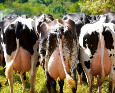 Vacas leiteiras em um pasto