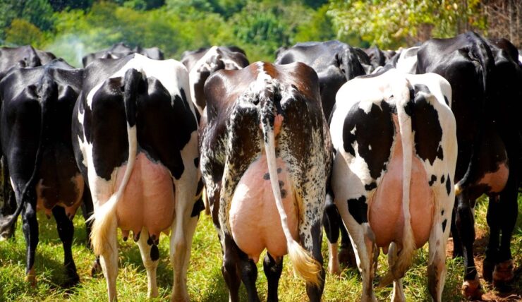Vacas leiteiras em um pasto