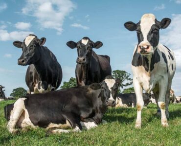 Três vacas leiteiras em pé e uma vaca deitada em uma pastagem