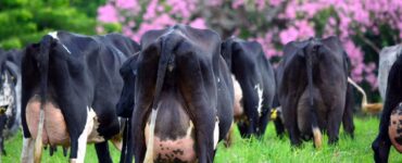 Vacas leiteiras em um pasto verde