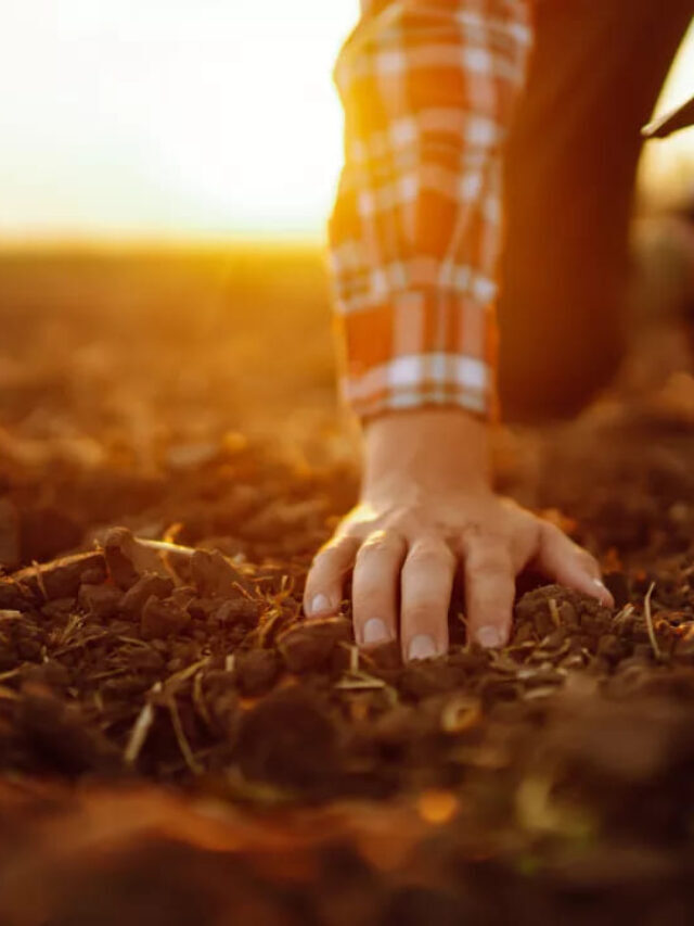 Aumente a produtividade com a gessagem agrícola