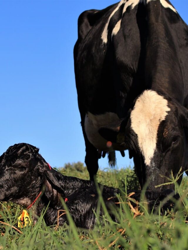 Como aumentar a eficiência reprodutiva de vacas leiteiras?