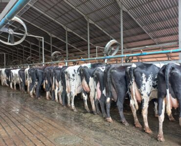 Vacas leiteiras prontas para serem inseminadas