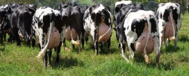 Vacas leiteiras com úbere cheio em uma propriedade
