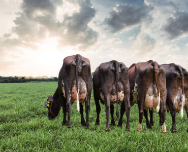 Vacas no pasto em uma propriedade leiteira
