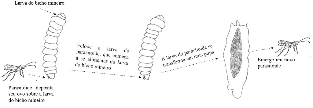Exemplo do processo em que o parasitoide mata a larva do bicho mineiro.