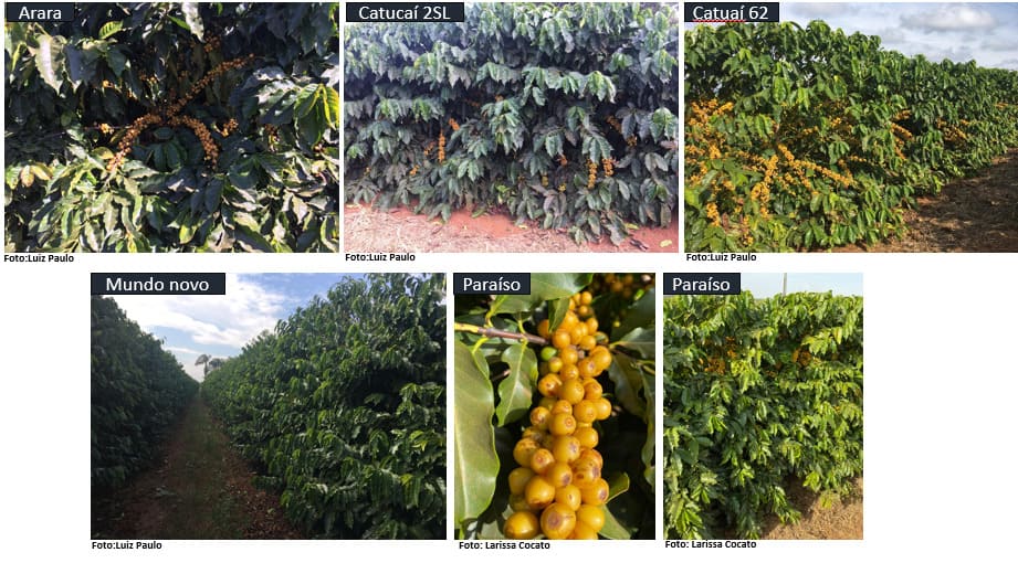Exemplos de algumas cultivares de café