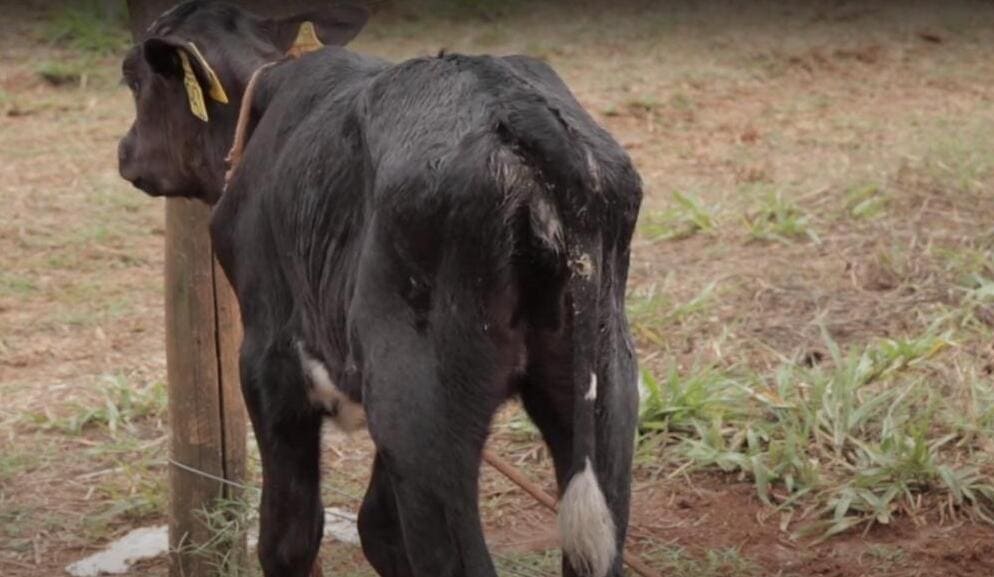 Diarreia em bezerros: prevenção no bezerreiro 10 Bezerra